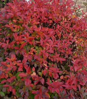 Itea virginica 'Merlot'